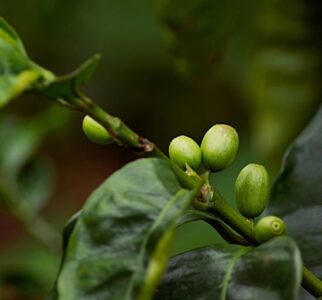 From the Coffea Tree to the Bean Image